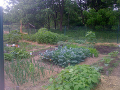 Organic Garden