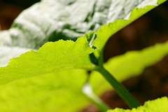 Organic Garden