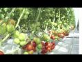 HOME TOWN FARMSÂ®.. Vertical Organic Urban Farming