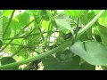 Organic Farming in the Philippines (reality TV, episode 6: