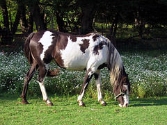 Organic Farming